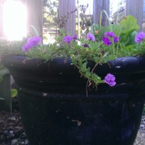 Free flower pot